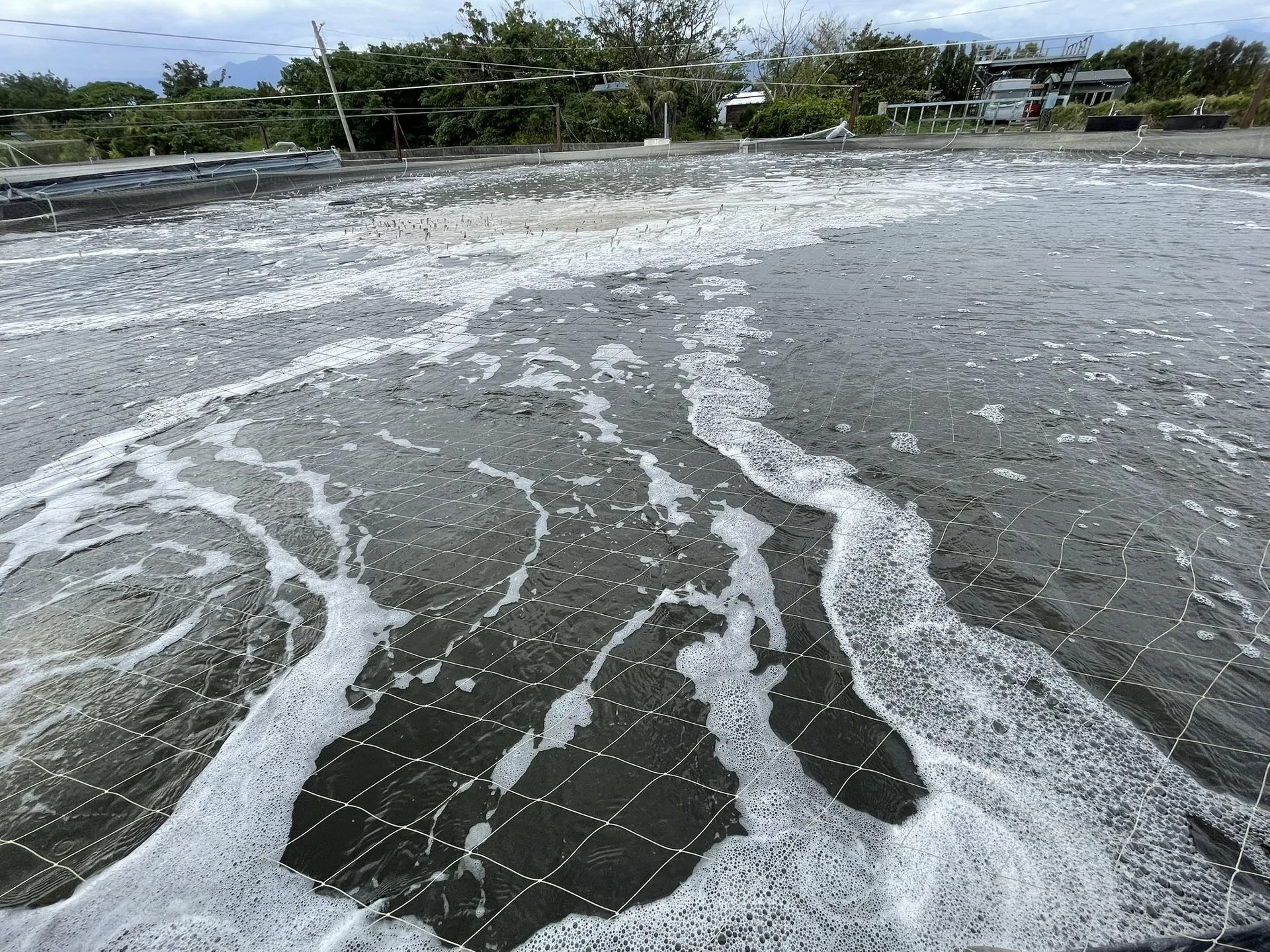 白蝦養殖池體與池面管理
