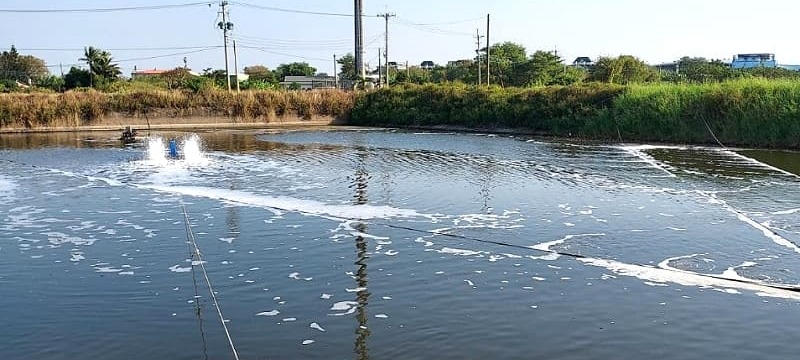 白蝦養殖場域管理