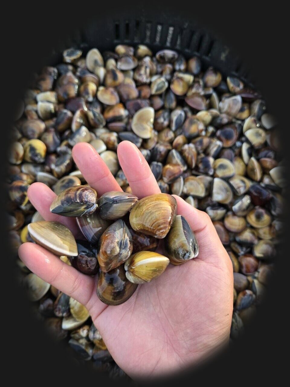 仁維科技文蛤養殖範例圖片