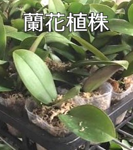 蘭花植株